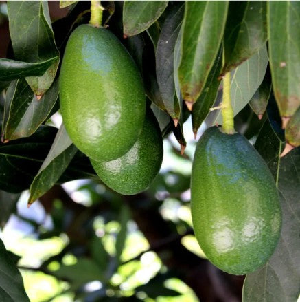 Aguacate ecológico - 250/300gr