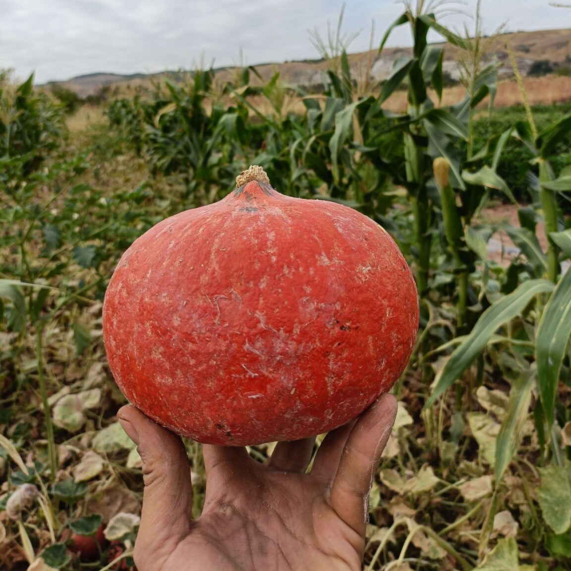 Calabaza Potimarrón Ecológica - unidad 1kg aprox