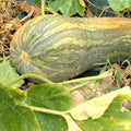 Calabaza Vasca Ecológica - 1kg