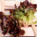 Lechuga - 1 pieza