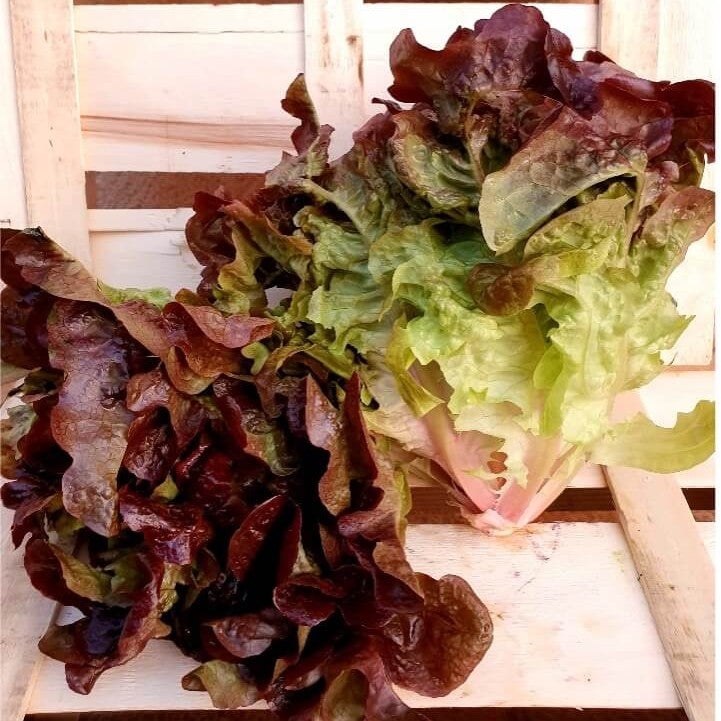 Lechuga - 1 pieza