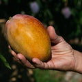 Mango Osteen Biodinámico - 400-500gr