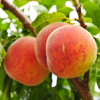 Melocotón ecológico - 500gr