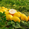 Melón canario ecológico - pieza 3kg aprox