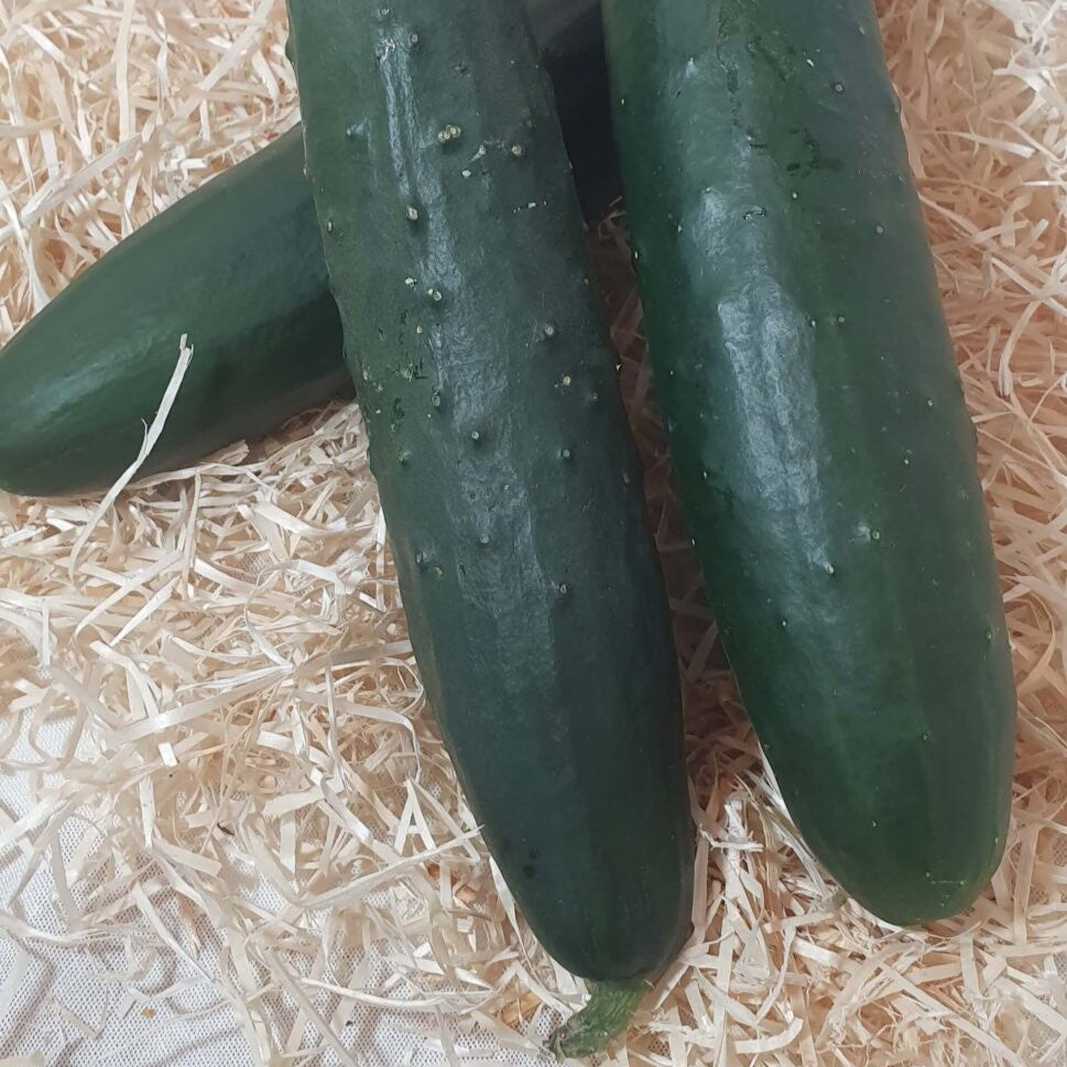 Pepino Ecológico - 250-300gr