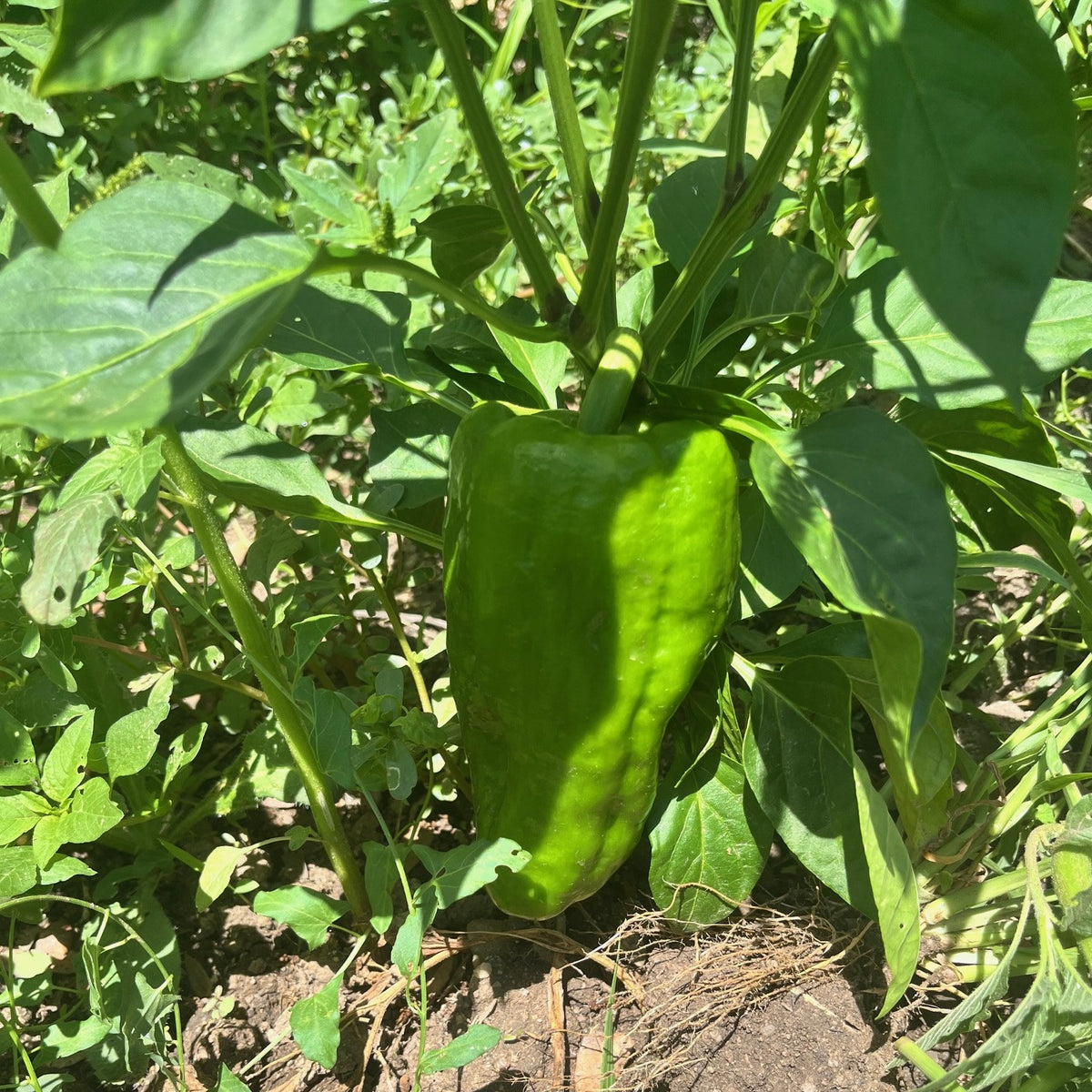 Pimiento Verde Lamuyo Ecológico - 250-300gr