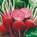 Remolacha Chioggia ecológica - 250-300gr