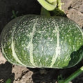 Calabaza Delicia Ecológica - 1kg